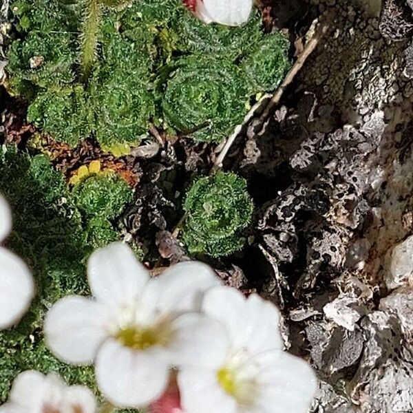 Saxifraga cespitosa Folio