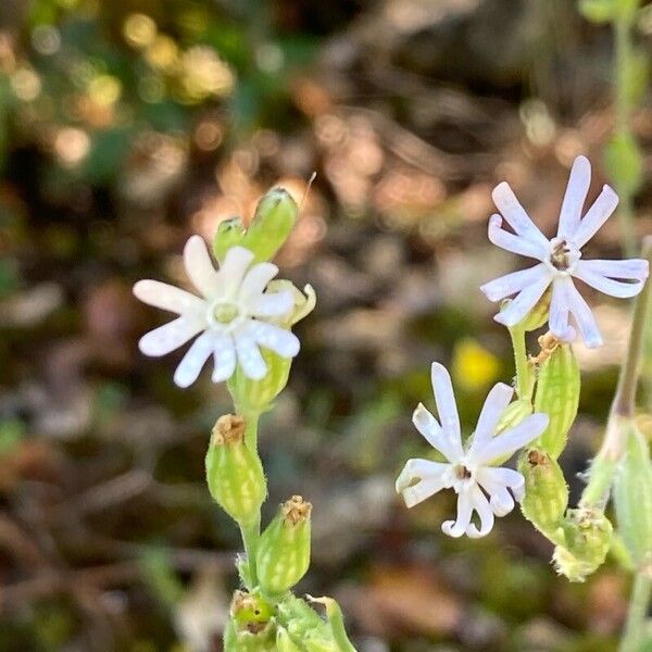 Silene nocturna Flower