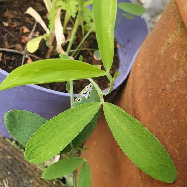 Lathyrus odoratus পাতা