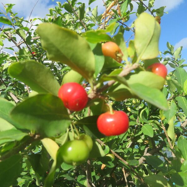 Malpighia glabra Froito