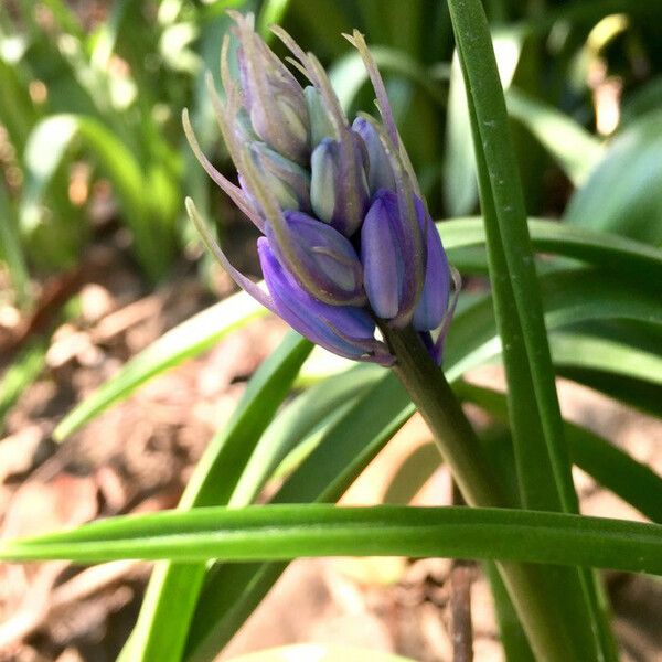 Hyacinthoides non-scripta 花