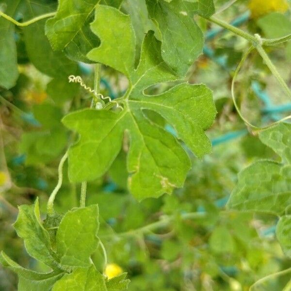 Momordica balsamina Leaf