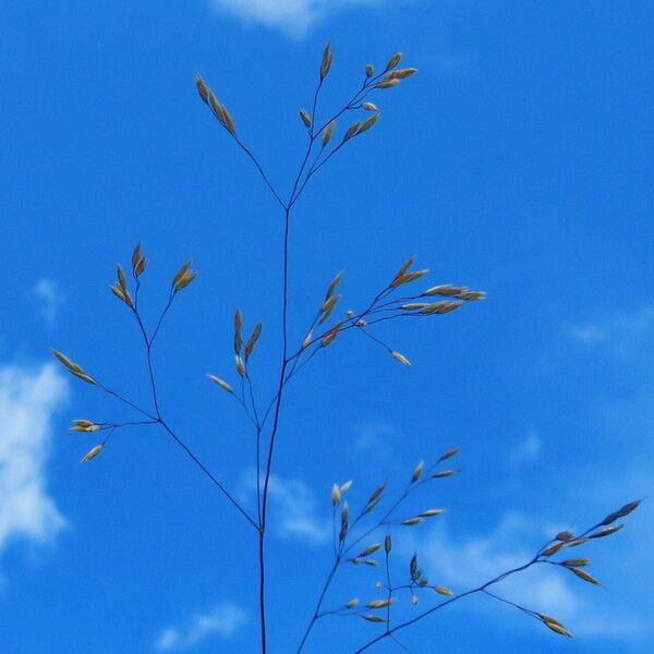 Agrostis capillaris 花