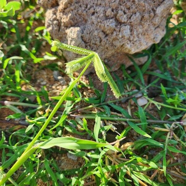 Dactyloctenium aegyptium Blüte