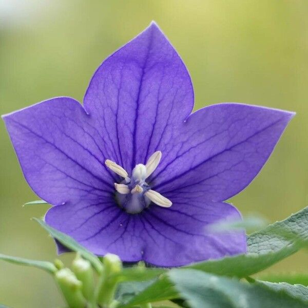 Platycodon grandiflorus Blomma