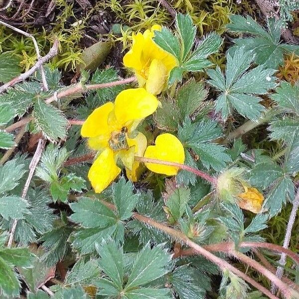 Potentilla crantzii Floro