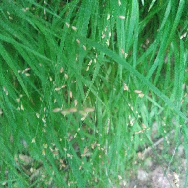 Melica uniflora Habit