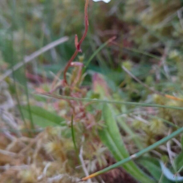 Saxifraga hypnoides Hábitos