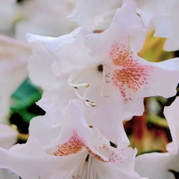 Rhododendron maximum फूल