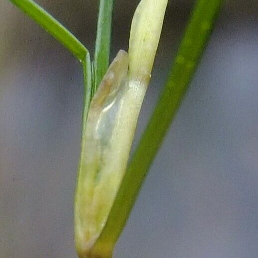 Zannichellia palustris Drugo