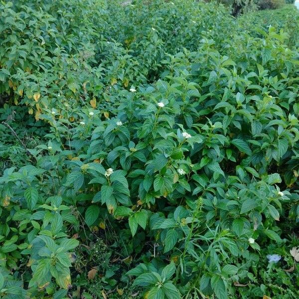 Cornus sericea 整株植物