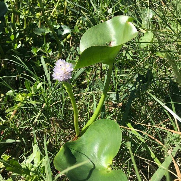 Pontederia rotundifolia Облик