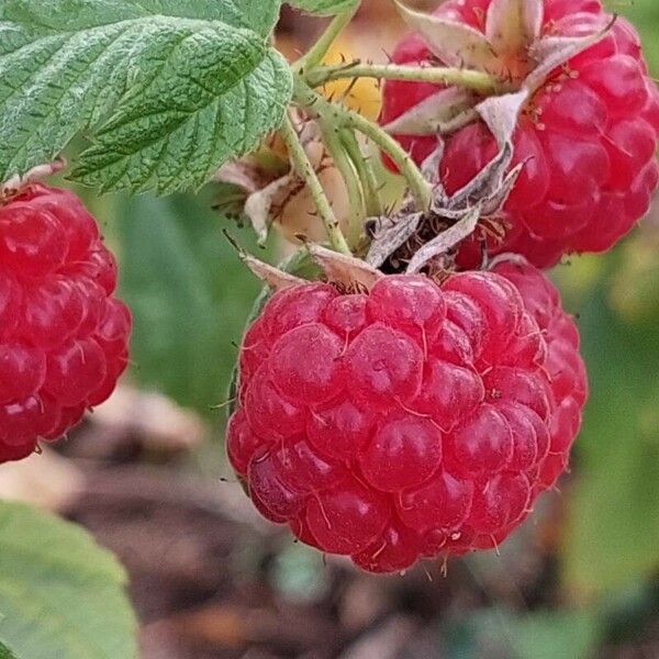 Rubus idaeus Fruit