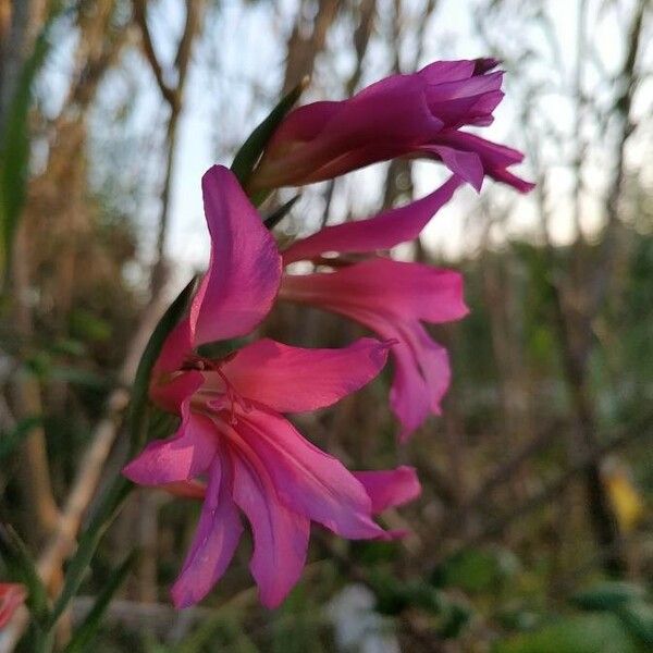 Gladiolus italicus Flower