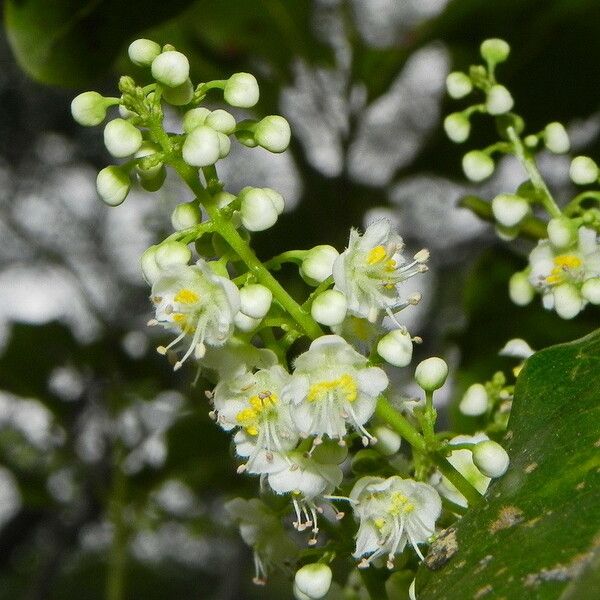 Guioa fusca Bloem