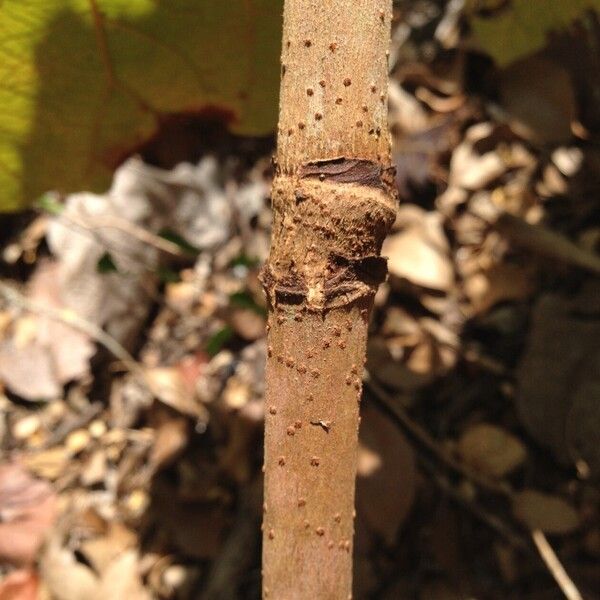 Coccoloba pubescens Azala