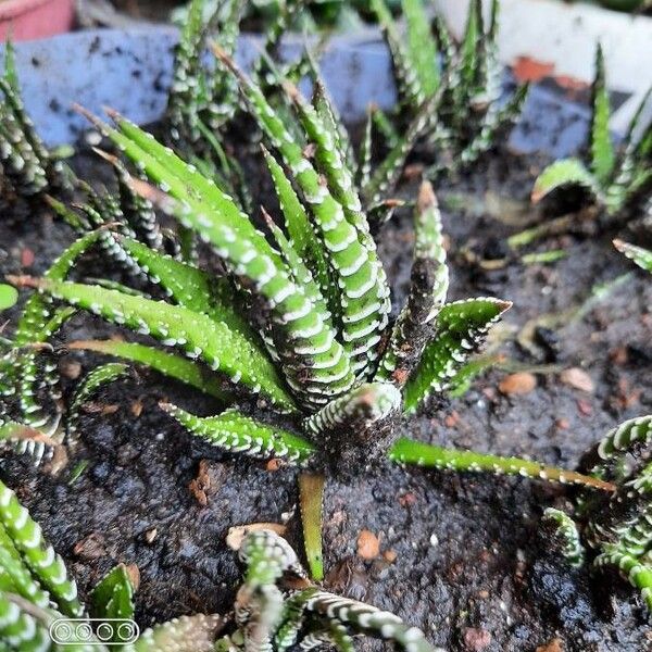 Haworthia fasciata برگ