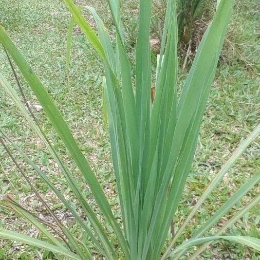 Cymbopogon nardus Leaf