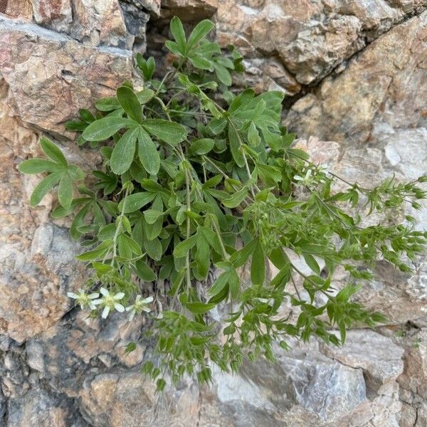 Potentilla caulescens Habitus