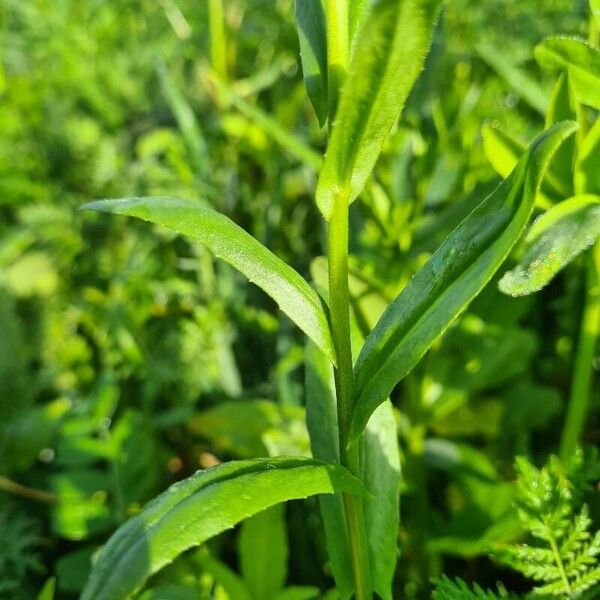 Camelina sativa অন্যান্য