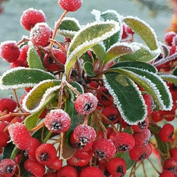 Pyracantha coccinea Fulla