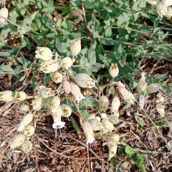 Silene vulgaris ফুল