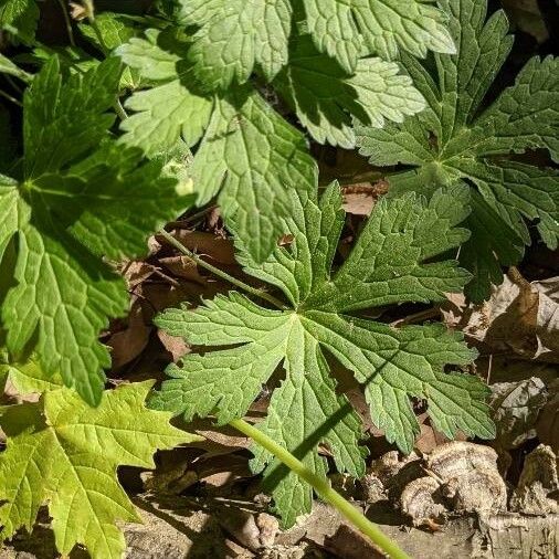 Geranium maculatum ഇല