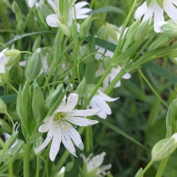 Rabelera holostea Flower