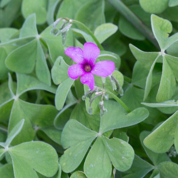 Oxalis articulata Floro