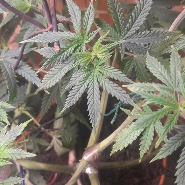 Cannabis sativa Leaf