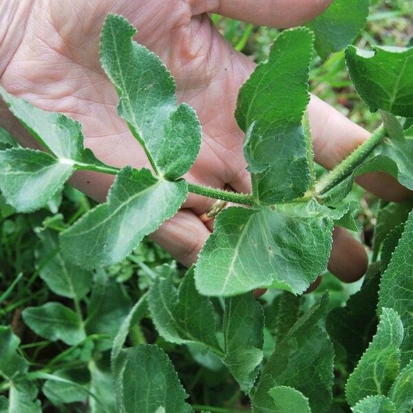 Opopanax chironium Blad