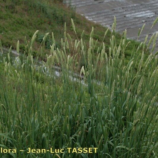 Phalaris paradoxa Habit