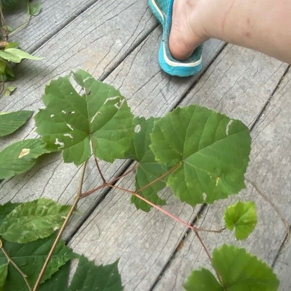 Vitis rotundifolia Liść