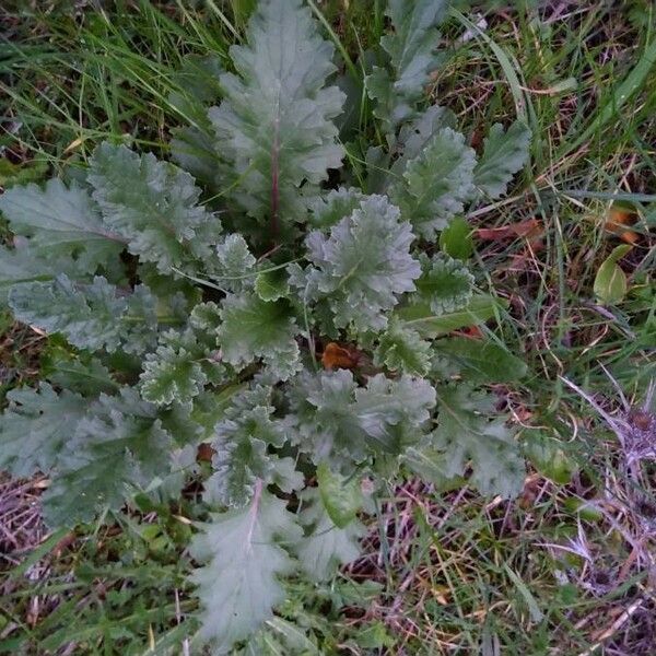 Senecio doria Frunză