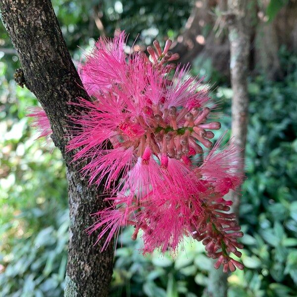 Zygia latifolia Žiedas