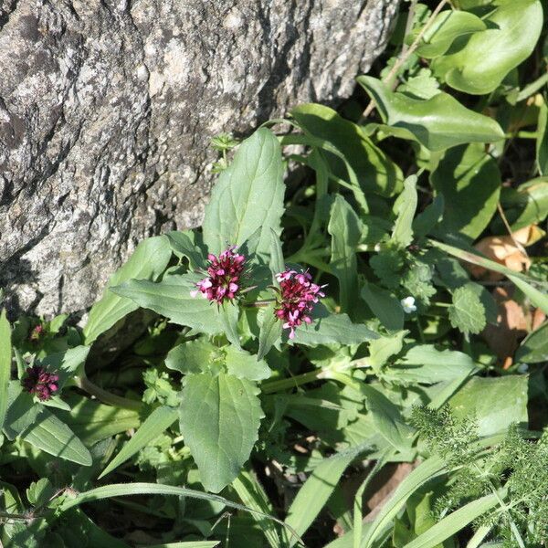 Fedia cornucopiae Flower