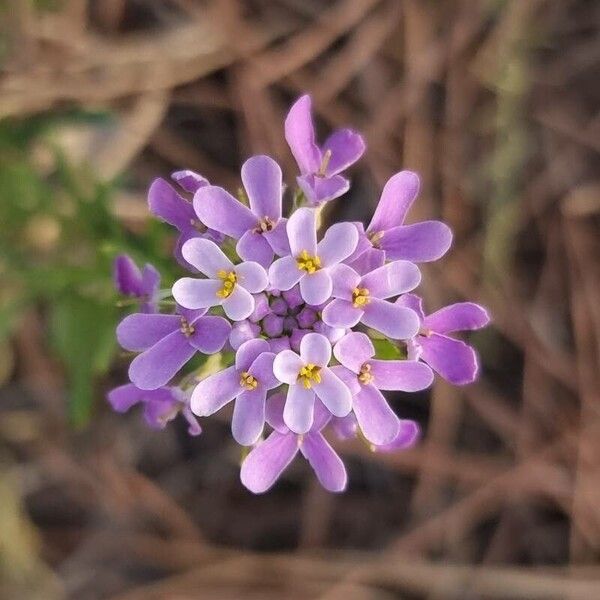 Iberis ciliata Blodyn