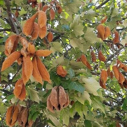 Brachychiton discolor Fruct