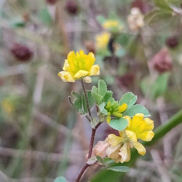 Trifolium dubium Květ