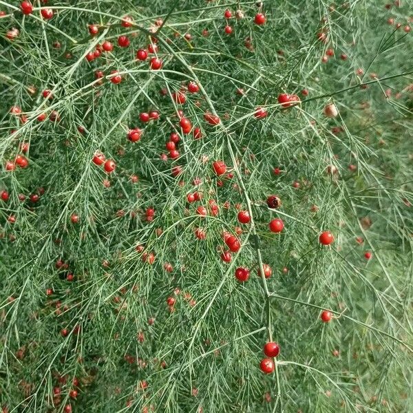 Asparagus officinalis Habit