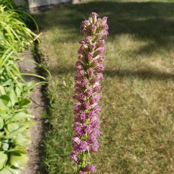 Liatris spicata Bloem