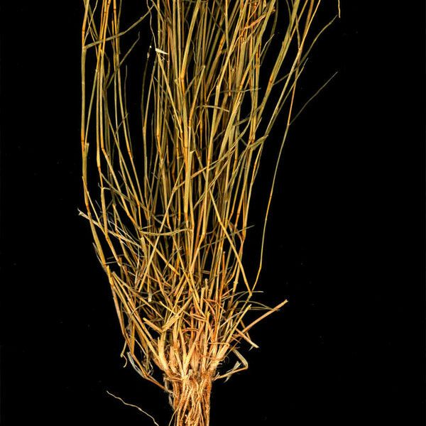 Leptothrium senegalense Habit