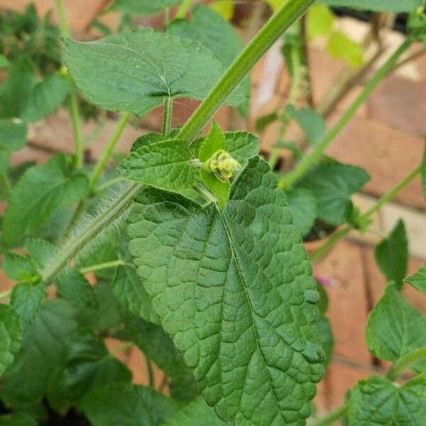 Salvia coccinea Blad