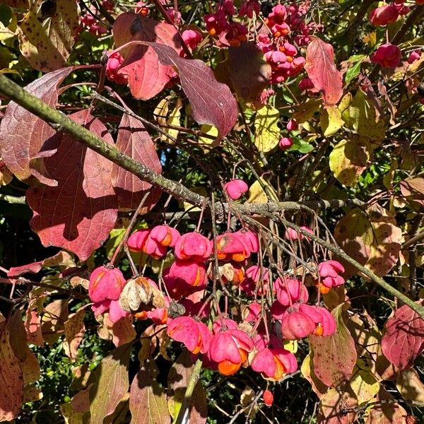 Euonymus europaeus Frucht