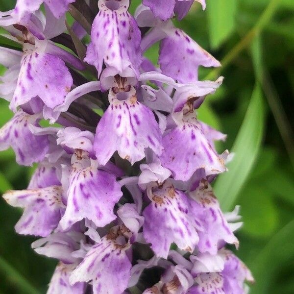 Dactylorhiza fuchsii Flor