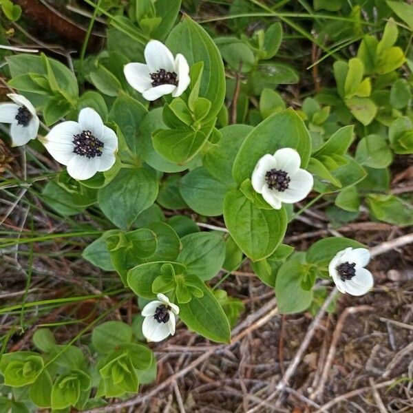 Cornus suecica Õis