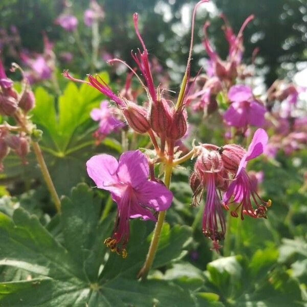 Geranium macrorrhizum Flor