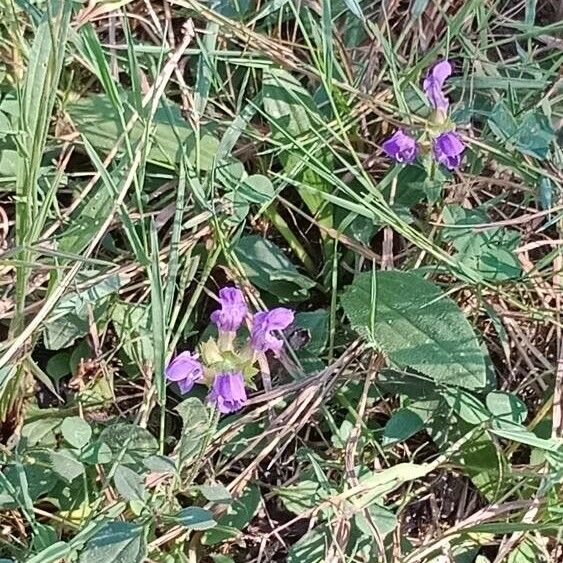 Prunella grandiflora 整株植物