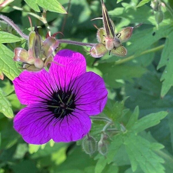 Geranium psilostemon Blomma