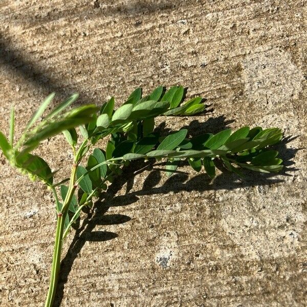 Phyllanthus urinaria Folio